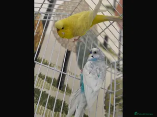 Budgerigars birds Birds - Advert 16