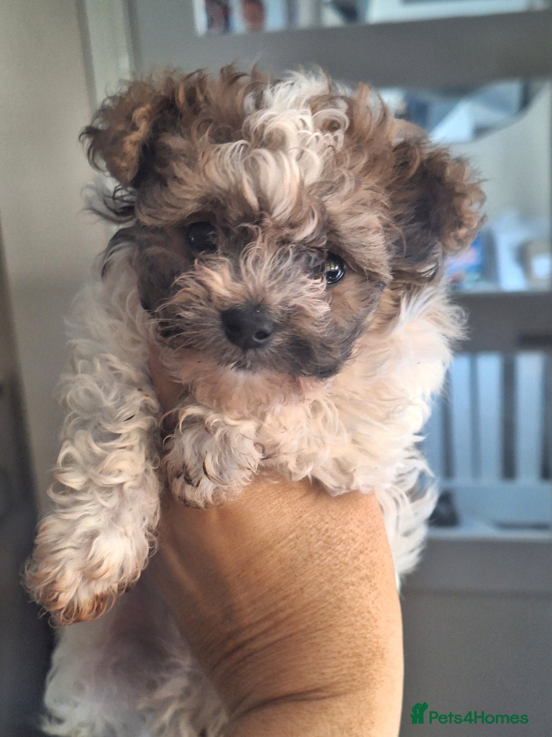 Mixed Breed dogs for sale: CHICHON MALE PUP *READY NOW  - Image 1
