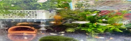Platies fish for sale: Beautiful small Platy, Guppy Molly &Pleco-HobbyTK - Advert 14
