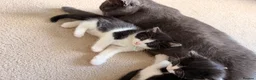 Mixed Breed cats for sale: Kittens available  - Advert 9