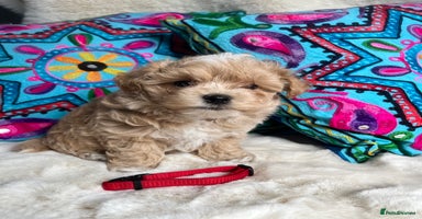 Maltipoo dogs - Advert 8