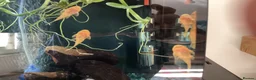 Plecos fish for sale: Blue-eye lemon Bristlenose pleco juveniles  - Advert 15