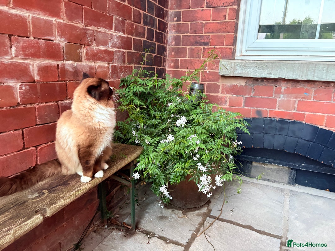 Ragdoll cats for sale: One gorgeous boy,  Luxury pedigree. - Image 27