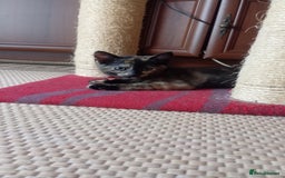 British Shorthair cats for sale: Cute kittens are ready. - Image 10