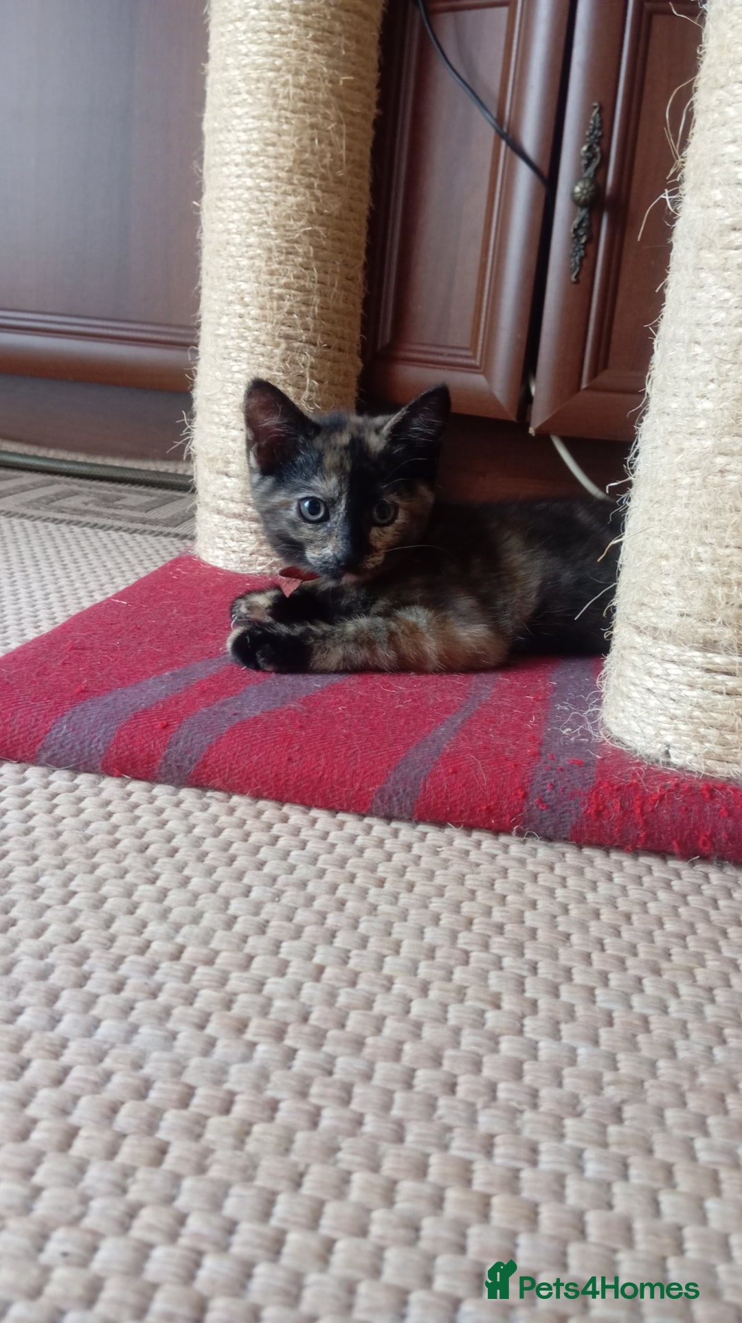 British Shorthair cats for sale: Cute kittens are ready. - Image 10
