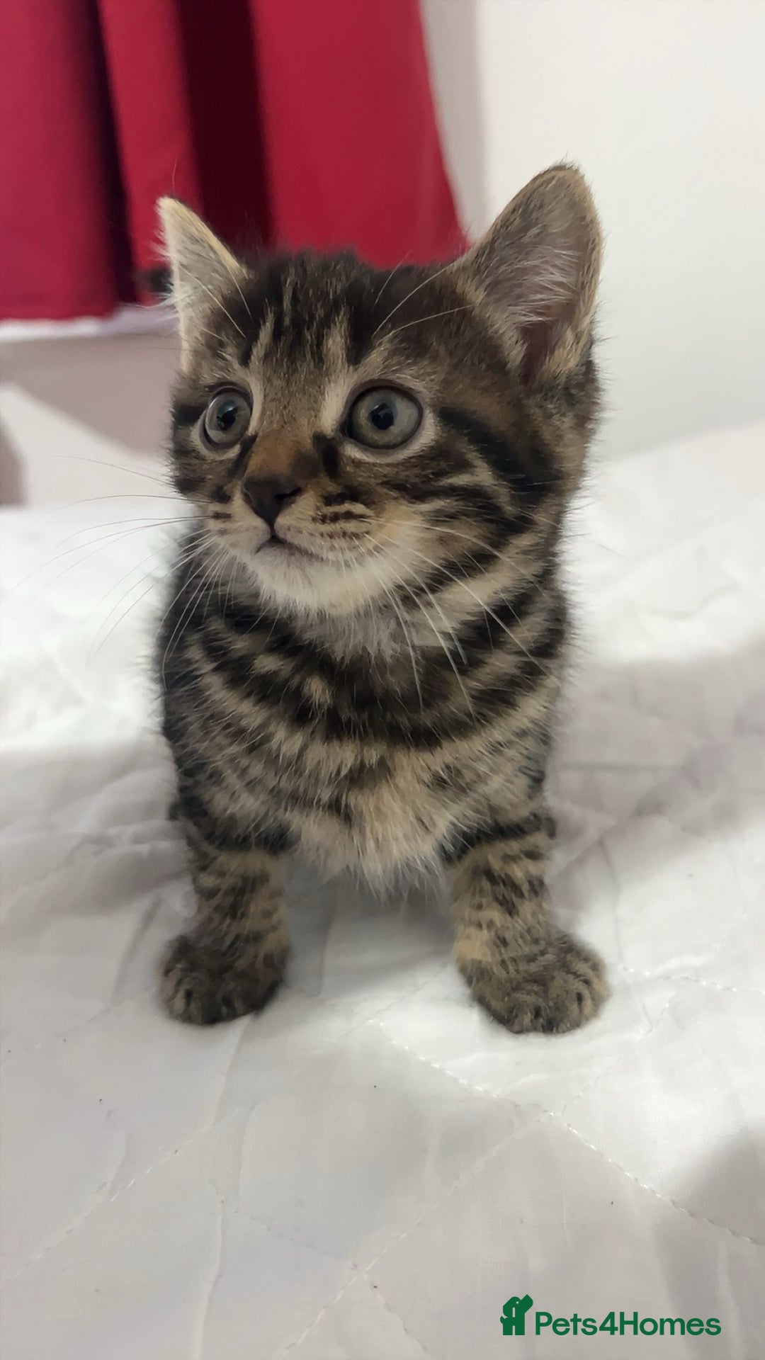 American Shorthair cats for sale: Tabby kittens Ready to go - Advert 5