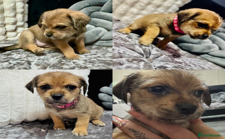 Mixed Breed dogs - Advert 2