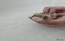 Ferret rodents for sale: Beautiful Male Ferret - Image 3