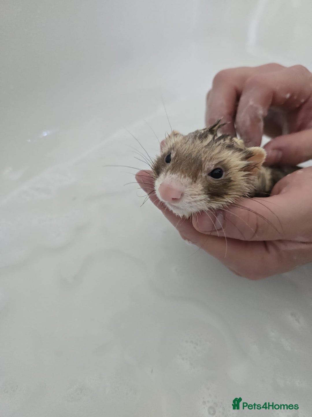 Ferret rodents for sale: Beautiful Male Ferret - Image 3