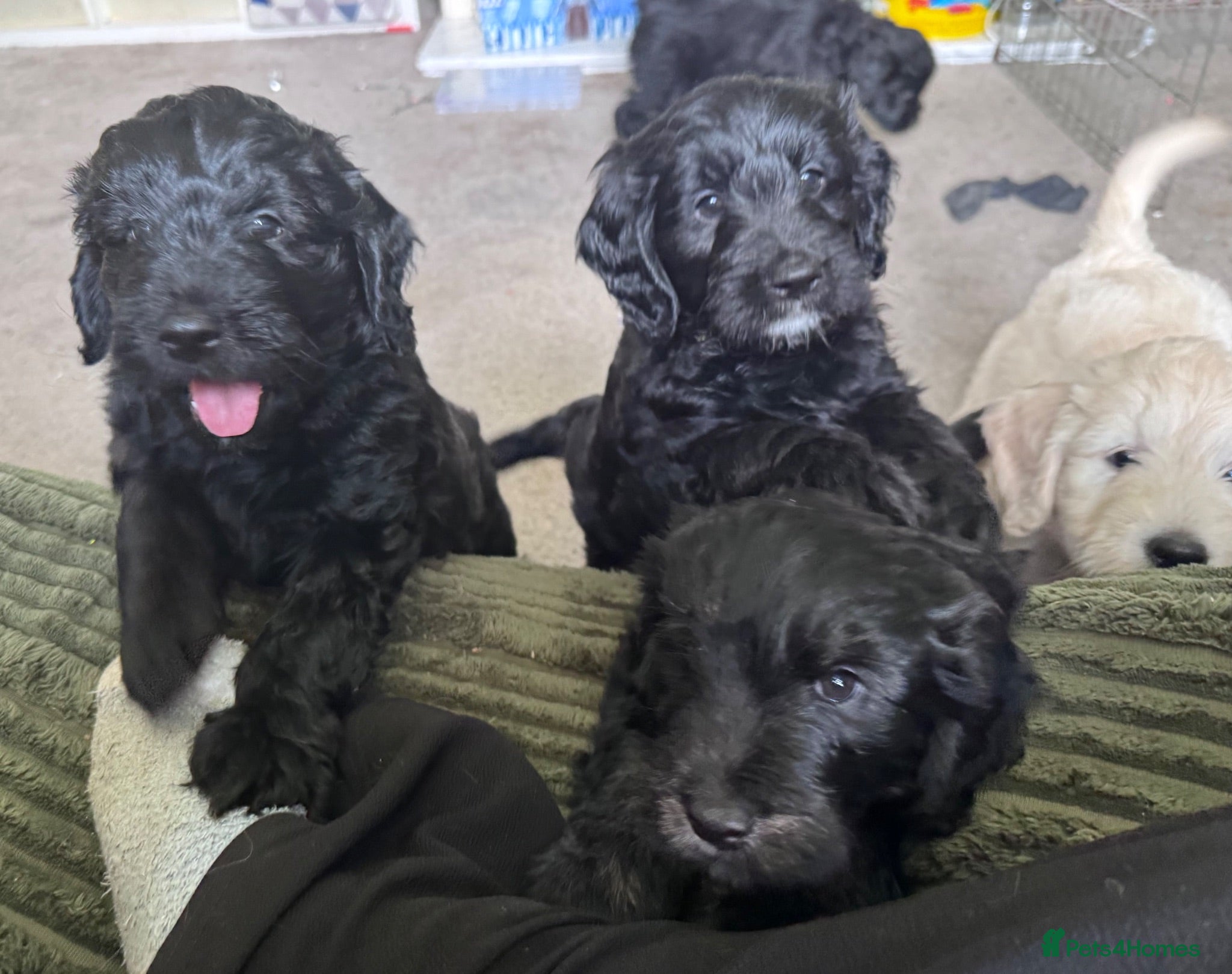 Mini Goldendoodle dogs F1 Miniature Goldendoodles   - Advert 1