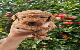 Cockapoo dogs for sale: F2 Cockapoo puppies for sale  - Image 2