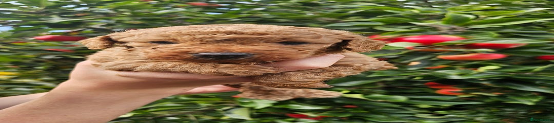 Cockapoo Puppy 2