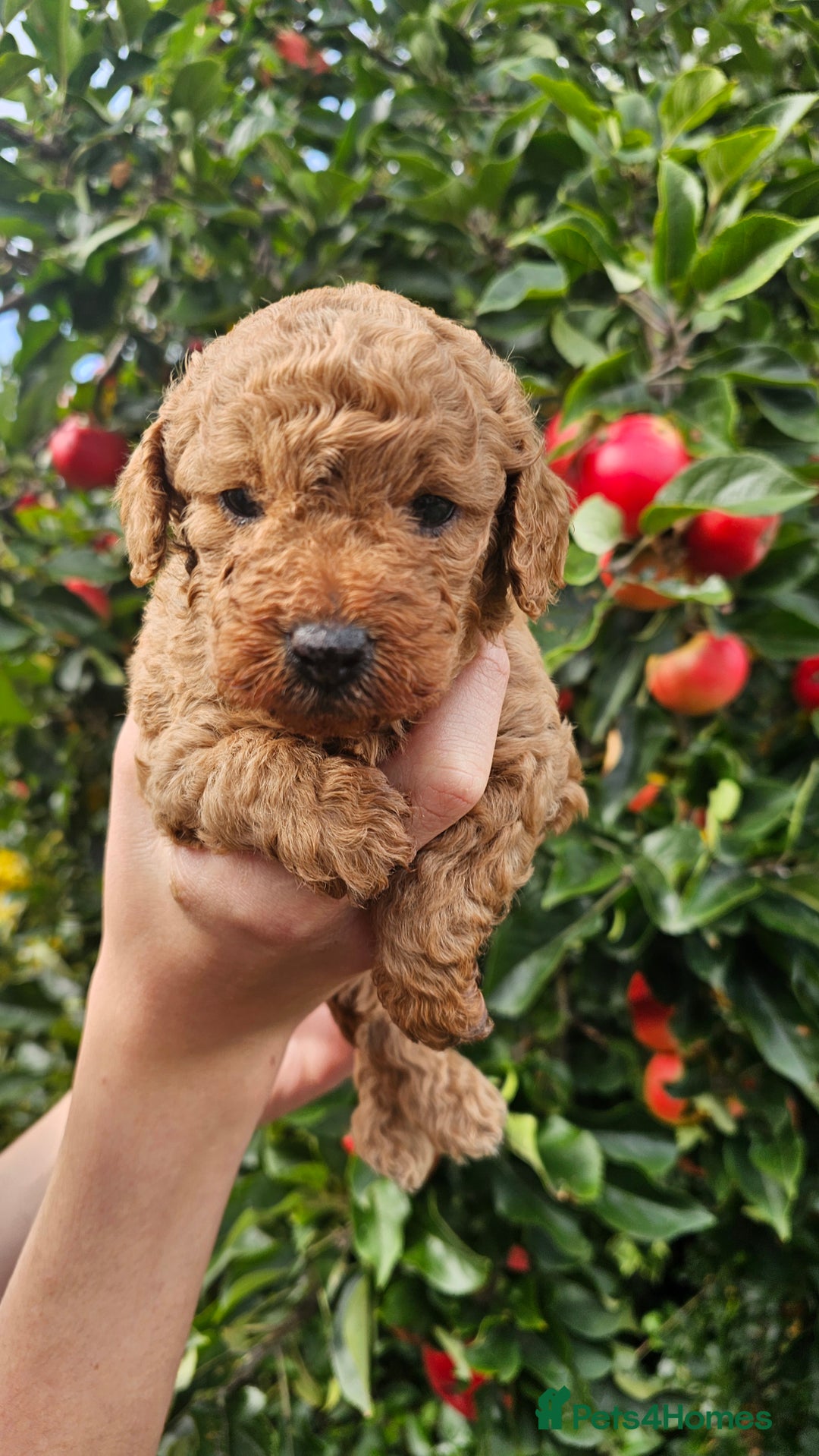 Cockapoo dogs for sale: F2 Cockapoo puppies for sale  - Image 2