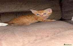 Mixed Breed cats for sale: Calico cross tabby  - Image 9