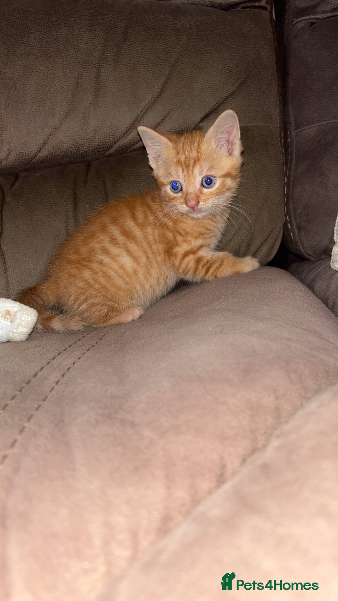 Mixed Breed cats for sale: Calico cross tabby  - Image 9