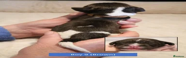 English Springer Spaniel 9
