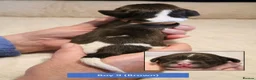 English Springer Spaniel dogs for sale: Health Tested English Springer Spaniel Puppies - Advert 4