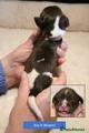 English Springer Spaniel 9