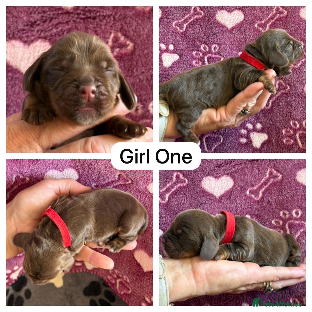 Cocker Spaniel dogs for sale: Kc, show cocker, dna, hips and eye tested parents  - Image 5