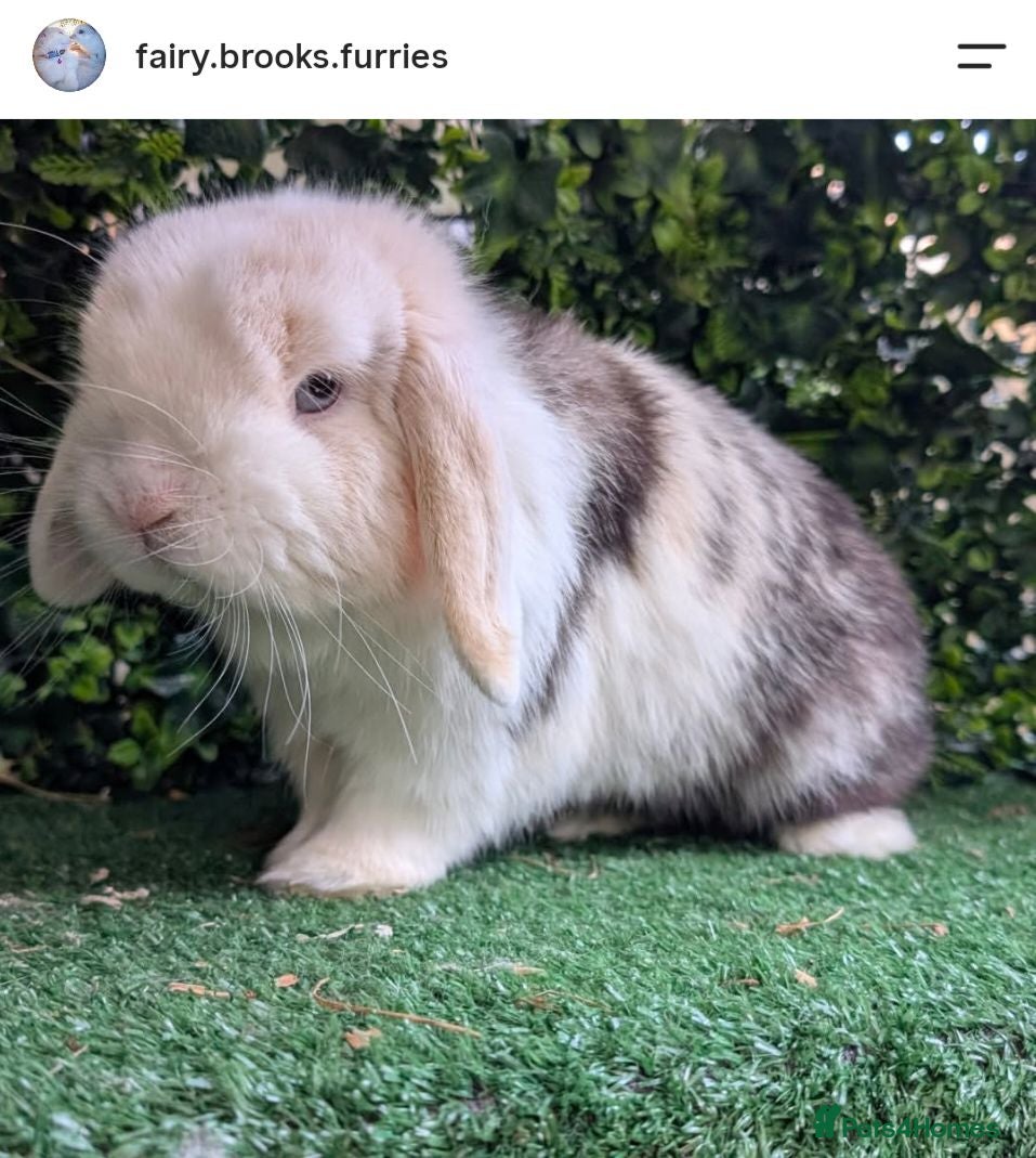 Mini Lop rabbits Male mini lop  - Advert 1
