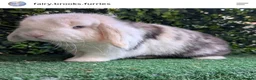 Mini Lop rabbits for sale: Male mini lop  - Advert 1