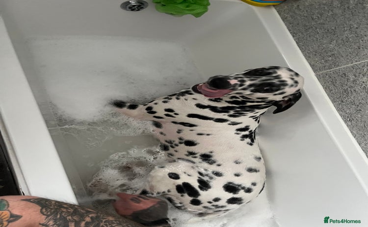 Dalmatian dogs - Advert 1