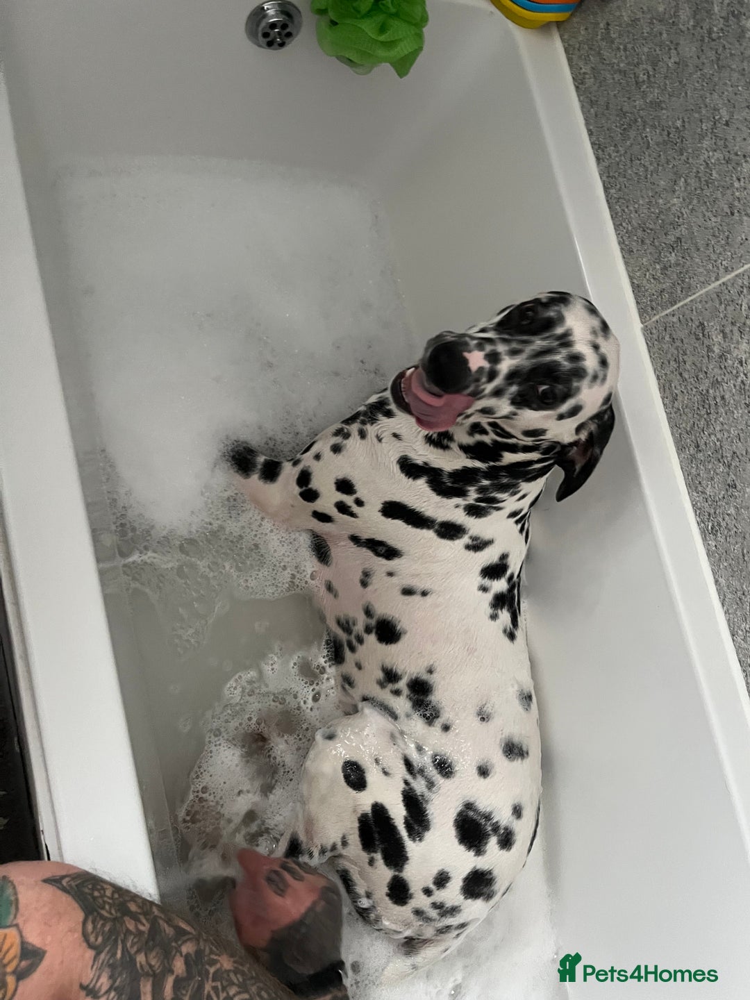 Dalmatian dogs for stud: Lovely dalmtion out for stud!  - Image 1