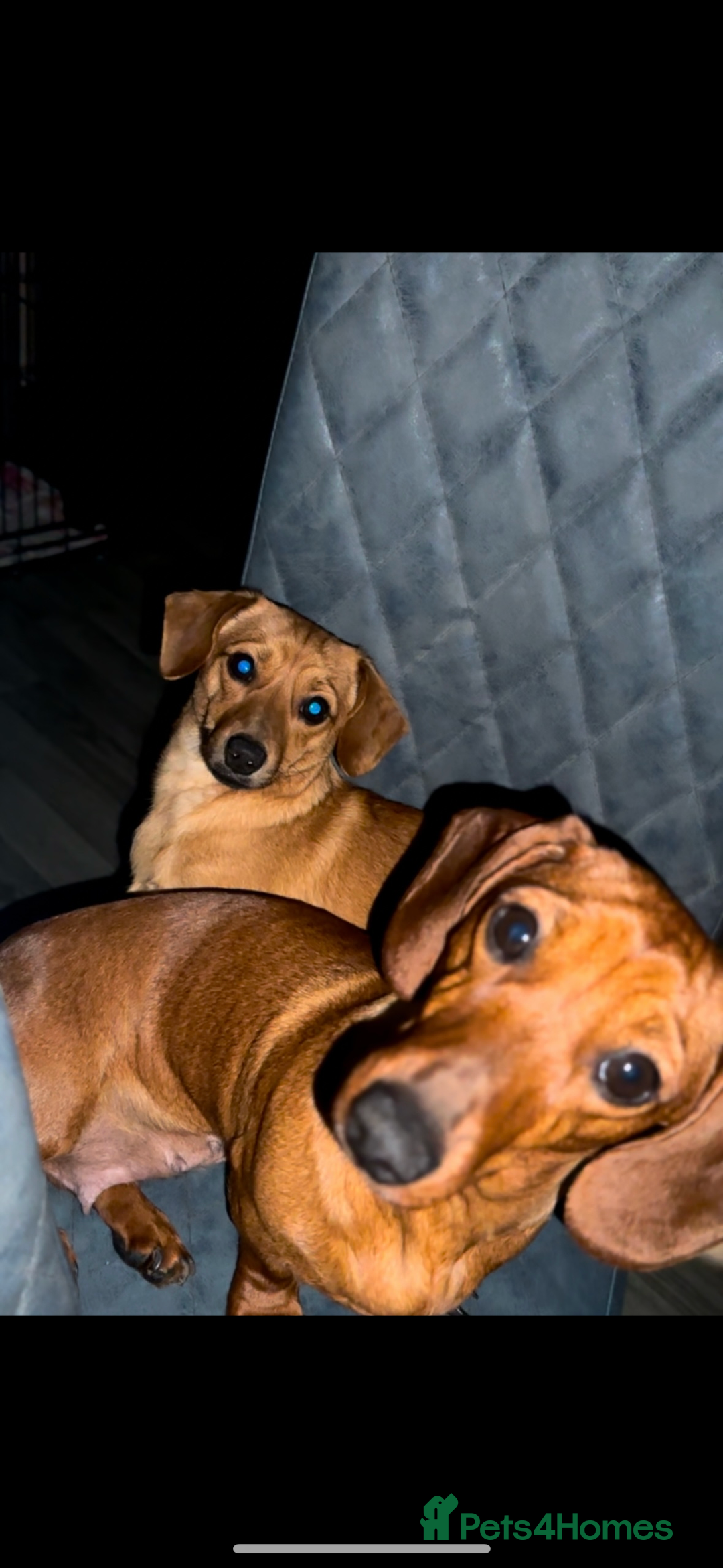 Miniature Dachshund dogs for sale: 3yr KC reg red dachshund  - Advert 6