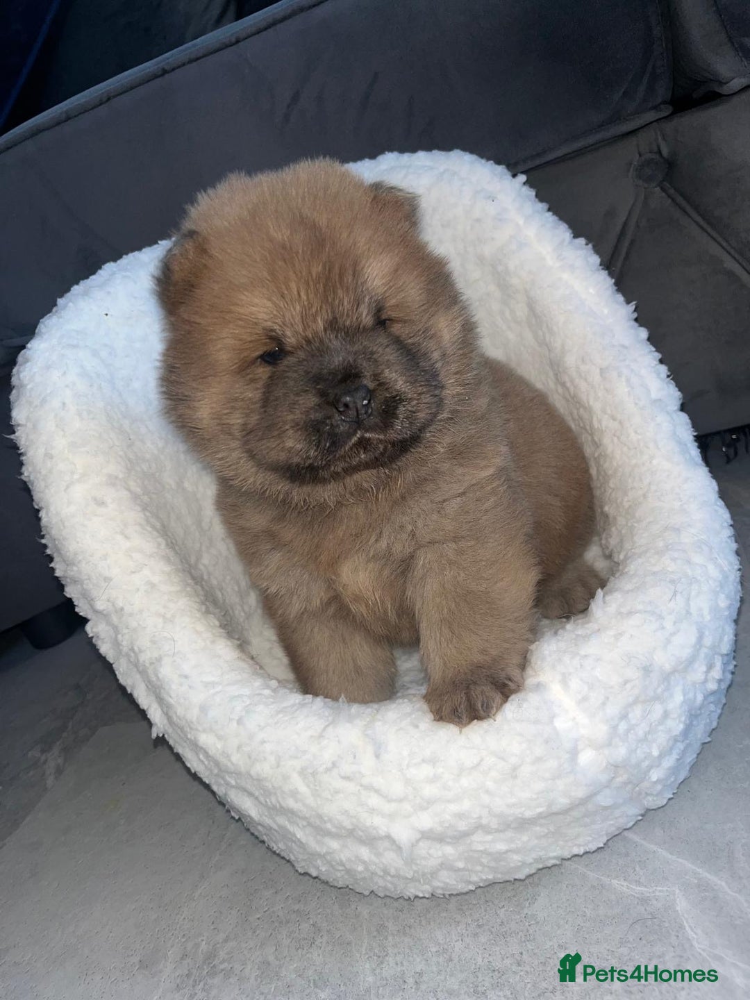 Chow Chow dogs for sale: CHOW CHOW PUPPIES  - Advert 5