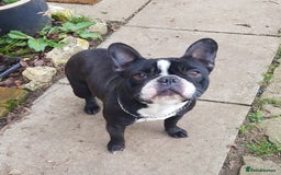 French Bulldog dogs for sale: KC Reg French Bulldog for sale  - Image 2