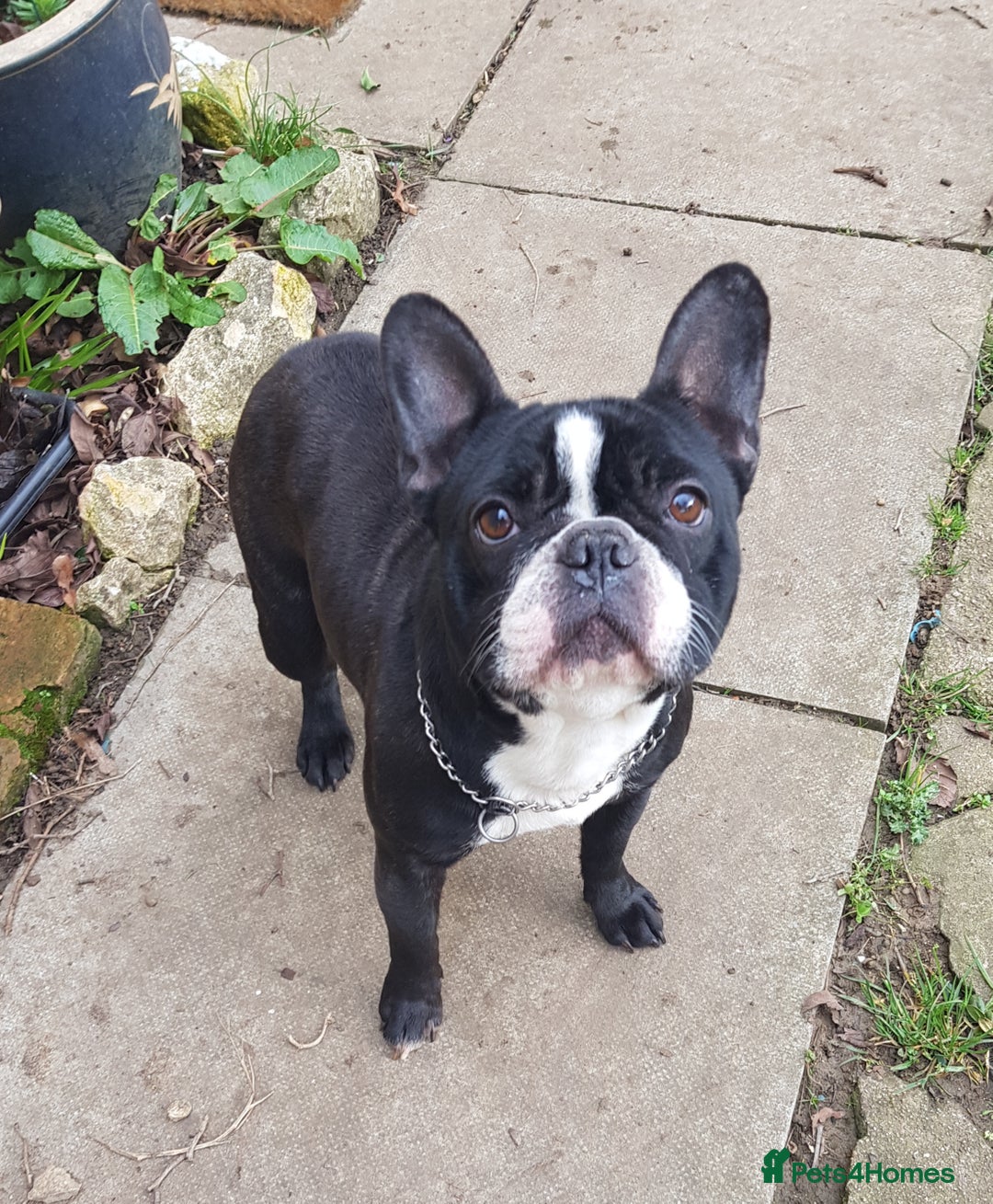 French Bulldog dogs for sale: KC Reg French Bulldog for sale  - Image 2