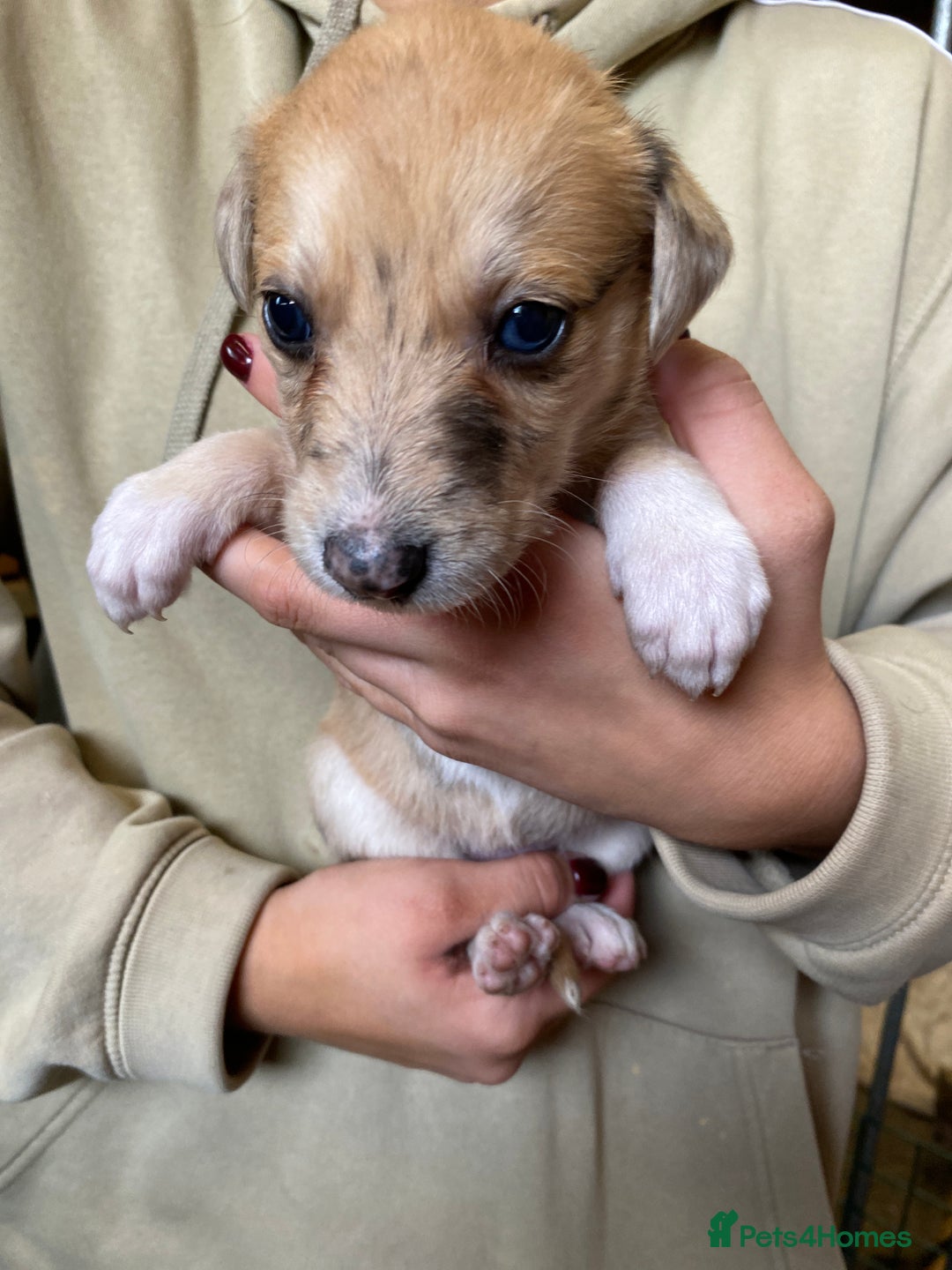Mixed Breed dogs for sale: Deerhound greyhound collie puppies  - Image 19
