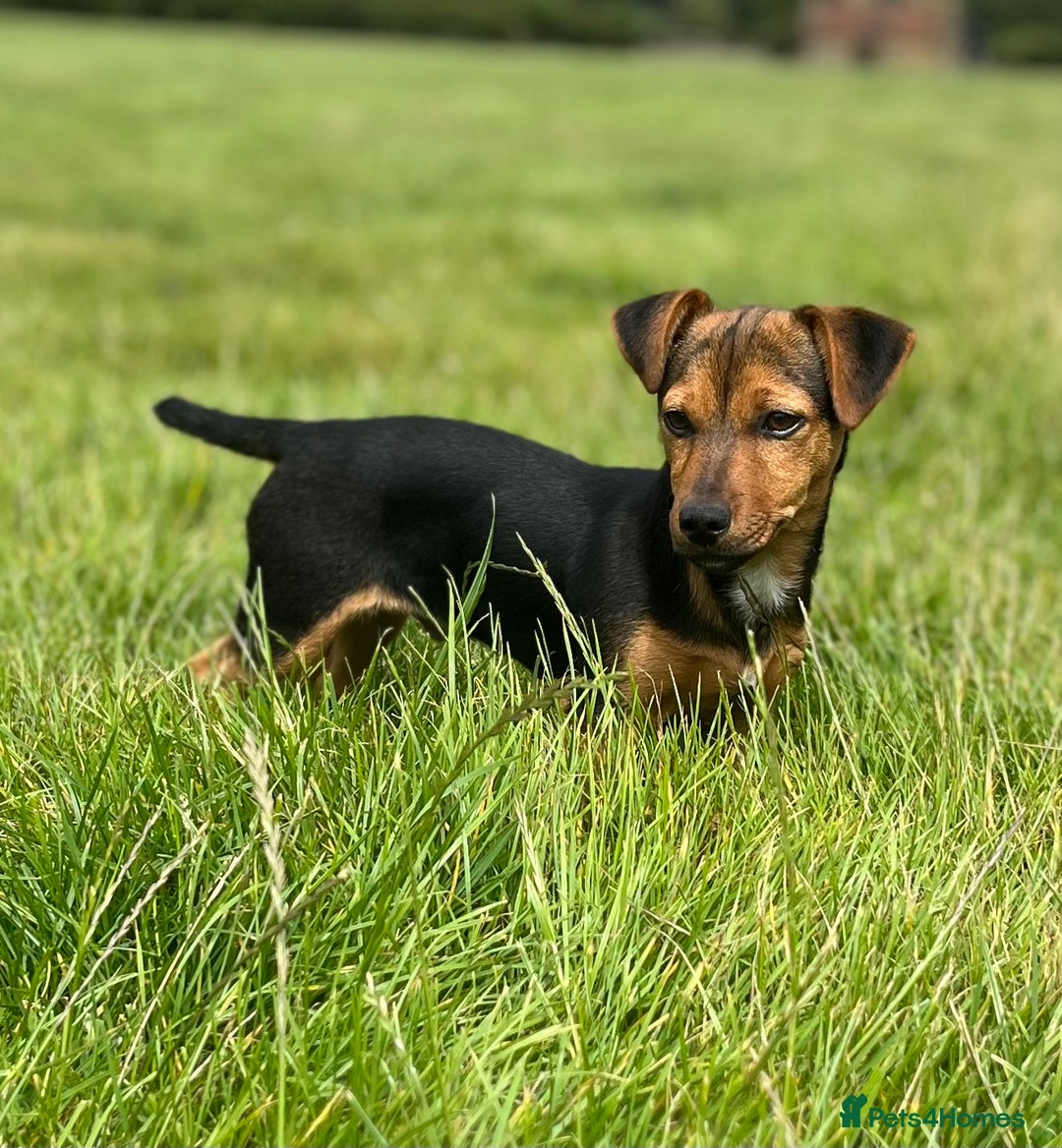 Jack Russell dogs for stud: Black and Tan stud dog  - Image 3