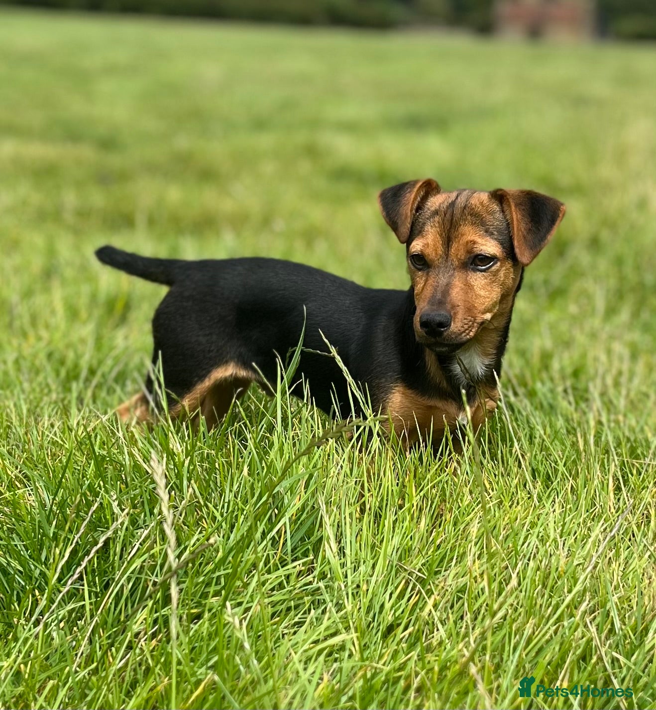 Jack Russell dogs for stud: Black and Tan stud dog  - Advert 3