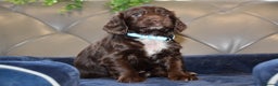 Cocker Spaniel dogs for sale: Kc Reg Health Tested Cocker Spaniel Puppies - Advert 3