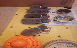 British Shorthair cats for sale: 🐾Beautiful British Shorthair Kittens 🐾 - Image 14