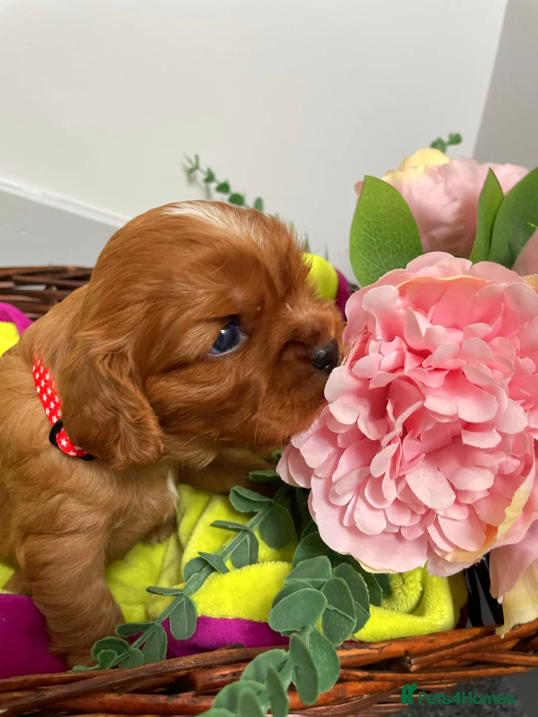 Cavalier King Charles Spaniel dogs for sale: KC Reg Beautifully Bred Cavaliers in Barry - Advert 2