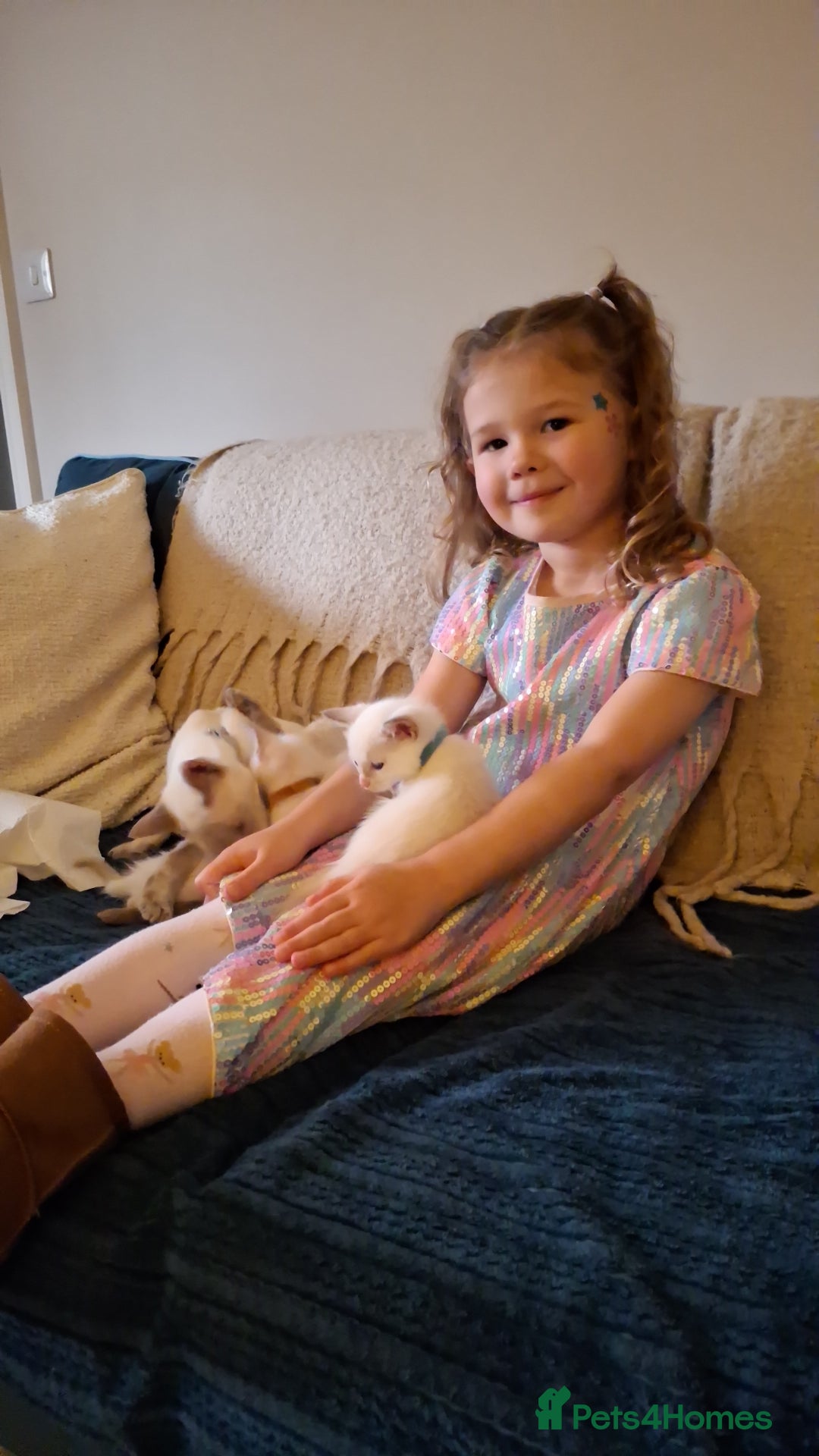 Ragamese cats for sale: Ragamese lilac kittens - Image 4