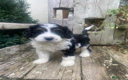 Cavapoo dogs for sale: Cottage Cavapoo Puppies  - Image 7