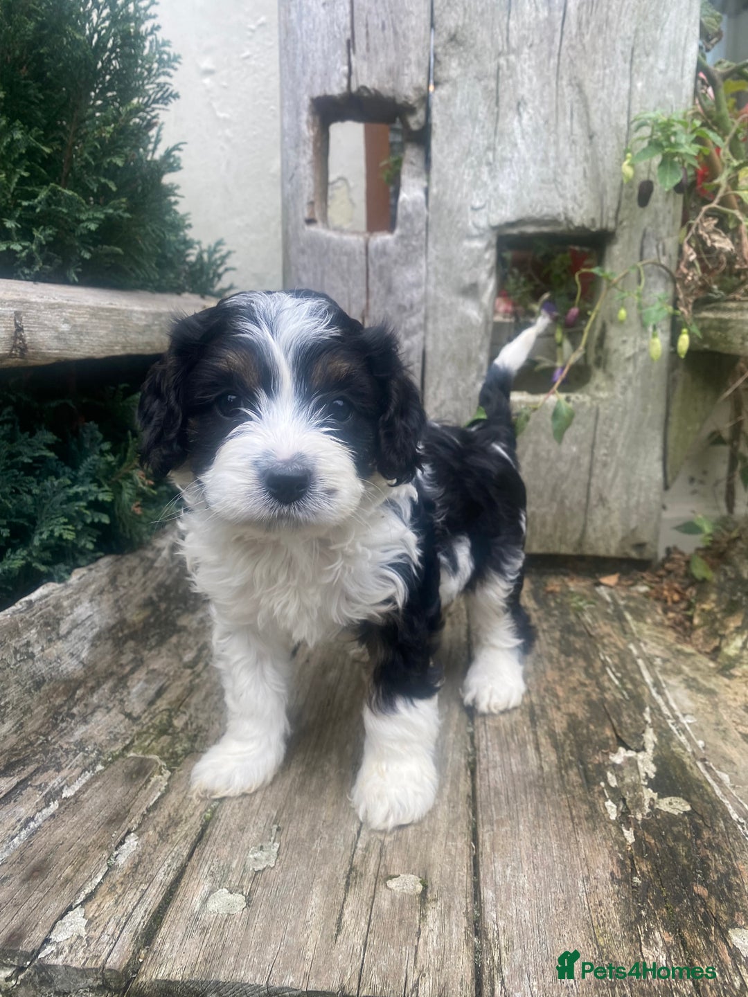 Cavapoo dogs for sale: Cottage Cavapoo Puppies  - Image 7