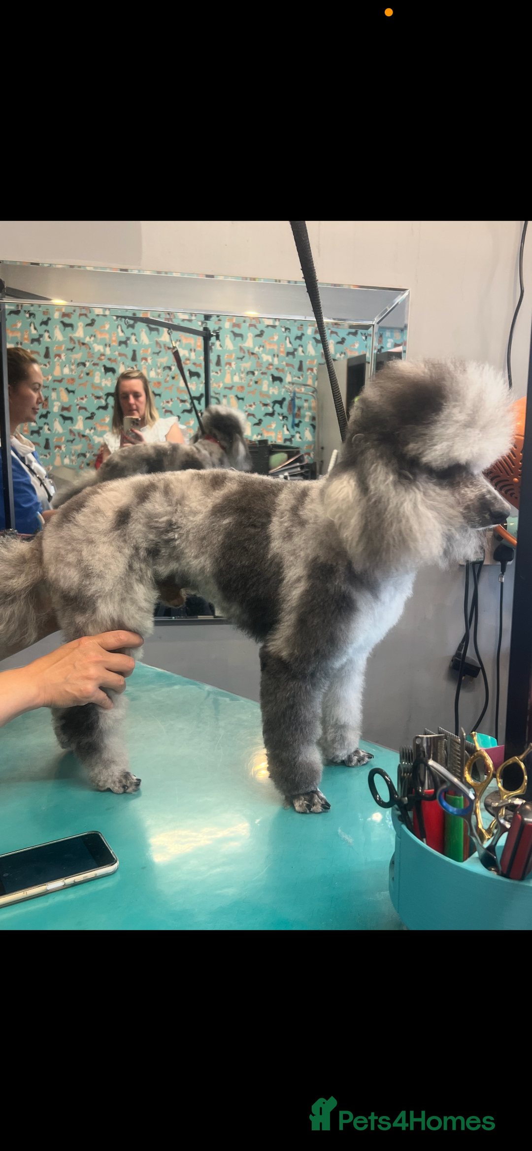 Labradoodle dogs for sale: 🐾Stunning Mini Labradoodle F1b Pups DNA Check🐾  - Image 34