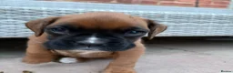 Boxer dogs for sale: Stunning KC Registered Boxer Puppies in Ipswich - Advert 17