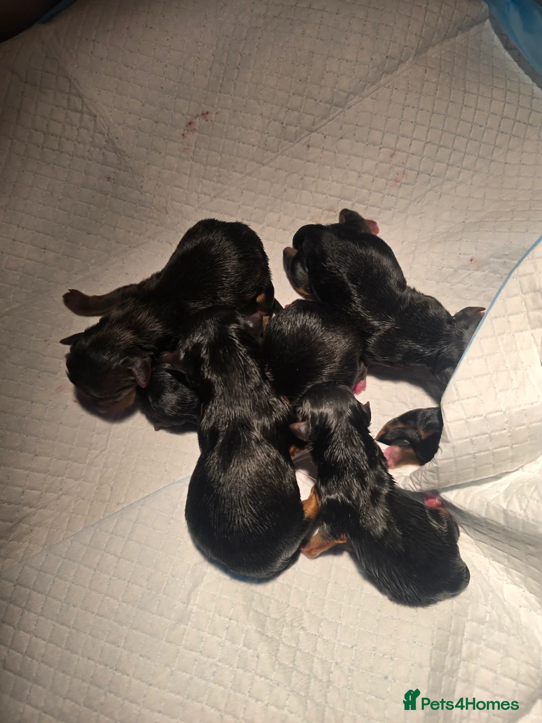 Yorkshire Terrier dogs for sale: beautiful black and tan Yorkshire terriers - Advert 2