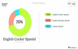 Sprocker dogs for stud: Milo  - Image 8