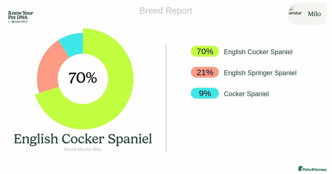Sprocker dogs for stud: Milo  - Image 8