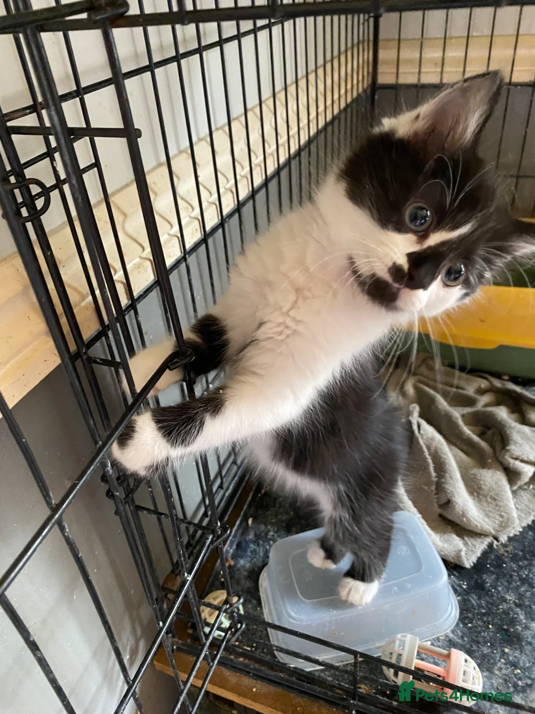 Mixed Breed cats for sale: Black and white female still available  - Advert 1