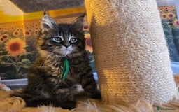 Maine Coon cats for sale: Gorgeous GCCF Maine Coons poss Active - Image 5