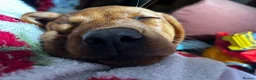 Labrador Retriever dogs for sale: Red fox lab puppy  - Advert 14