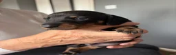 Miniature Dachshund dogs for sale: Miniature Dachshund for sale! - Advert 10