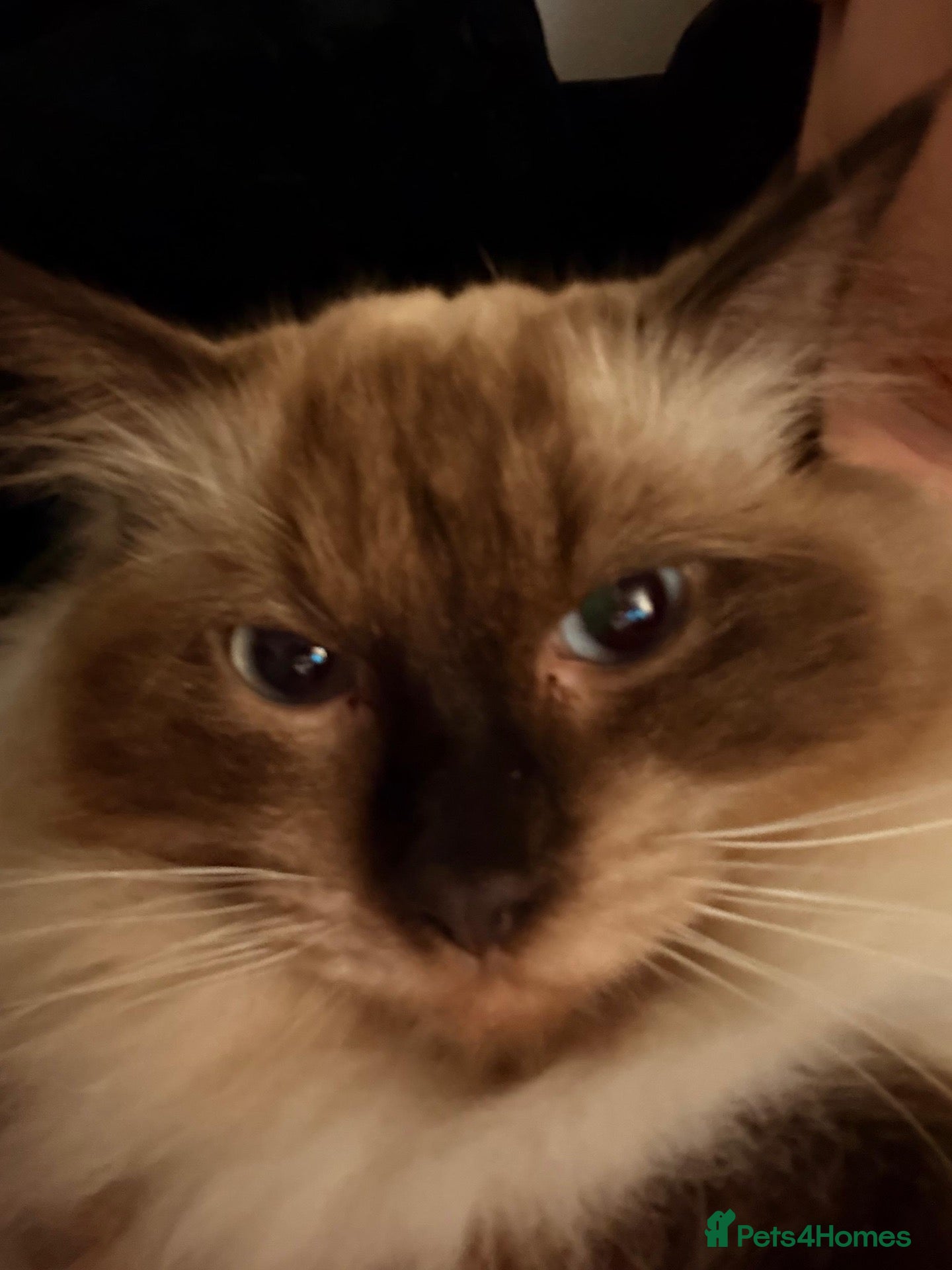 Ragdoll cats Rocket  - Advert 1